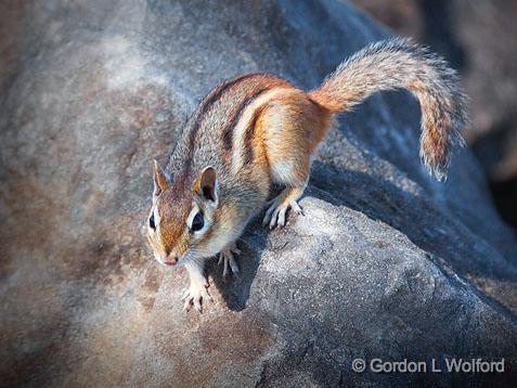 Chipmunk On The Rocks_26217.jpg - Eastern Chipmunk (Tamias striatus) photographed at Ottawa, Ontario, Canada.